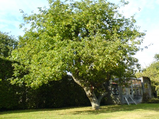 pianta