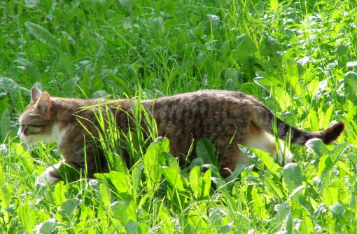 gatto_2