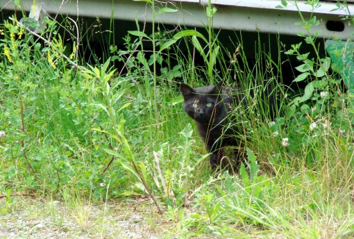 gatto_randagio_3