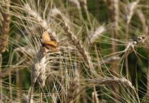 Approvata la strategia per la biodiversità dei Grigioni 2023 – 2032