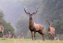 Il cervo (Cervus elaphus) – l’animale dell’anno 2017 di Pro Natura (foto: Prisma / Bernhardt Reiner)