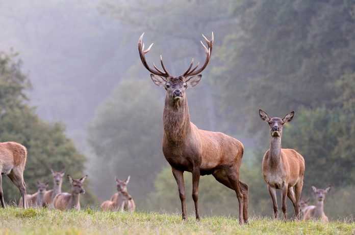 Il cervo (Cervus elaphus) – l’animale dell’anno 2017 di Pro Natura (foto: Prisma / Bernhardt Reiner)