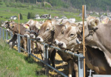 Continua la promozione dello smercio di bestiame