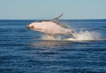 Cartolina dalle vacanze: Australia