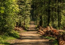 Via libera al nuovo piano di sviluppo del bosco 2018+