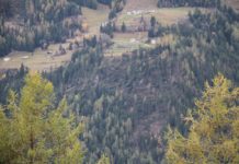 Alberi sradicati in diverse zone della Valposchiavo