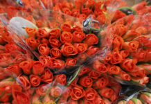 Giornata delle rose 2019