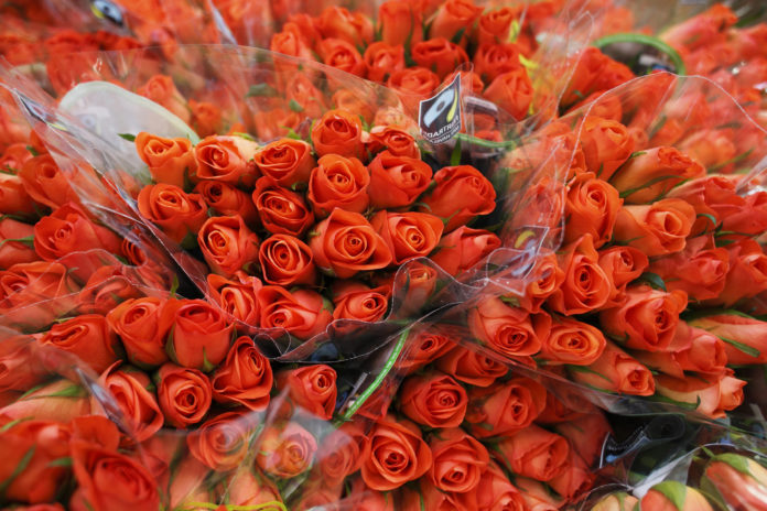 Giornata delle rose 2019