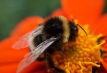 Investimenti “naturali”: la ricchezza della biodiversità pixabay