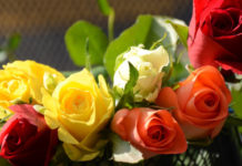 Giornata delle Rose per Azione Quaresimale