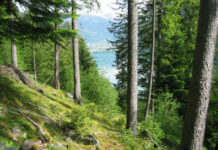 Il variegato bosco di Poschiavo con una rigenerazione forestale di successo.