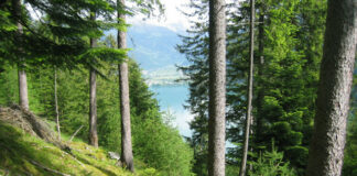 Il variegato bosco di Poschiavo con una rigenerazione forestale di successo.