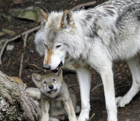 Concesso abbattimento di un lupo a Surses e Bregaglia
