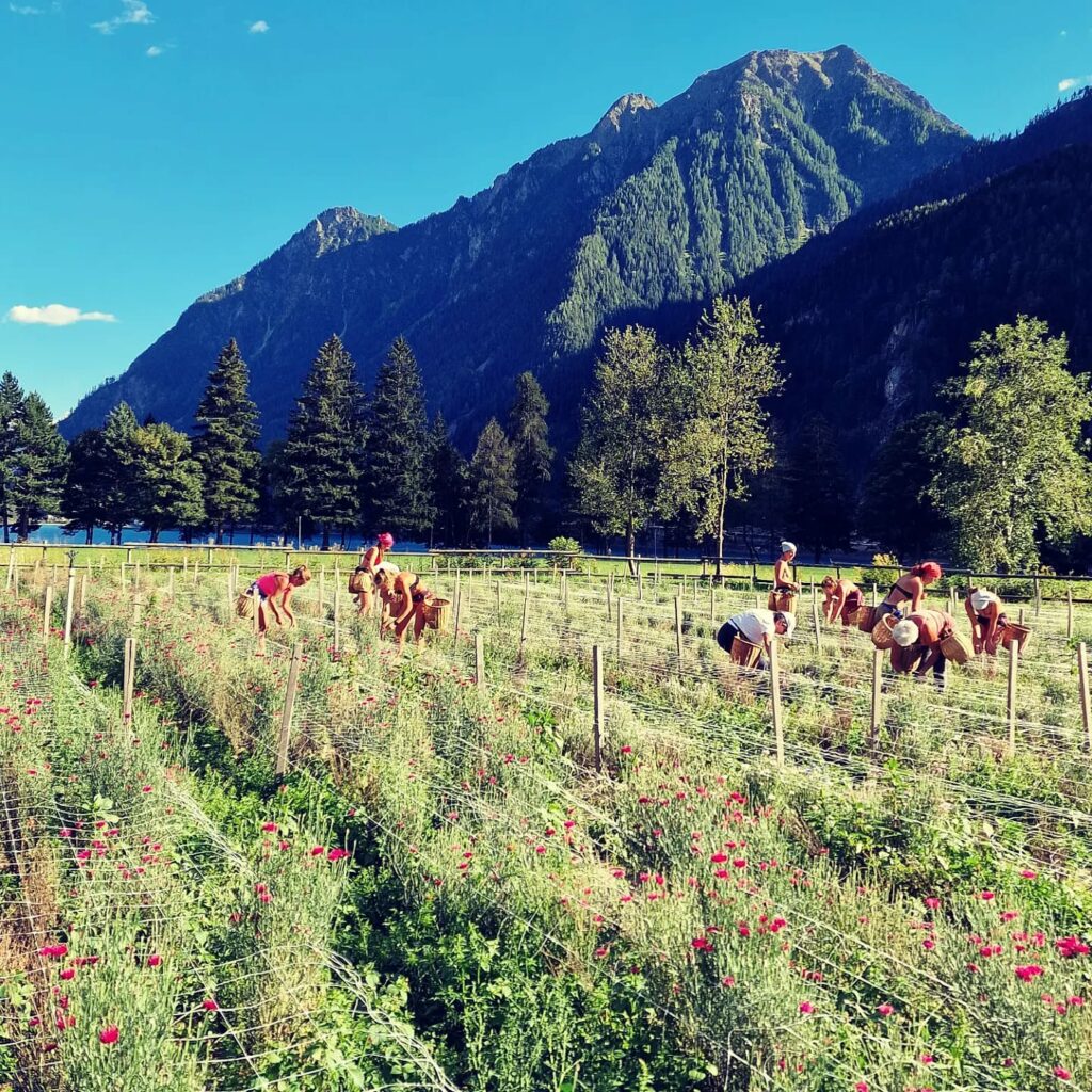 raccolta erbe spontanee_campi coltivati Le Prese (4)