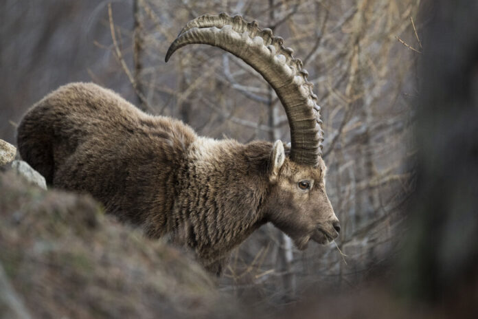 PAARHUFER, STEINBOCK, CAPRA IBEX, GRAUBUENDEN, ENGADIN,