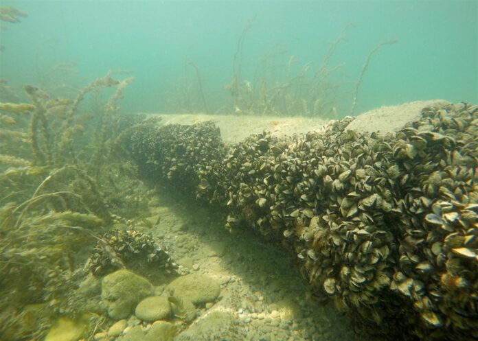 specie invasive, cozze, cozza quagga