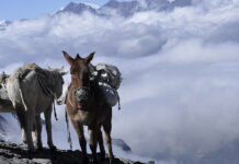 Cara Posta, e consegnare i pacchi a dorso d’asino? pixabay