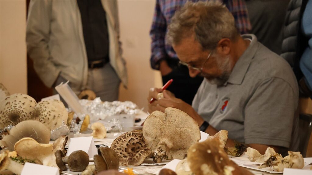 terra nostra, società micologica luganese, adriano sassi (3)